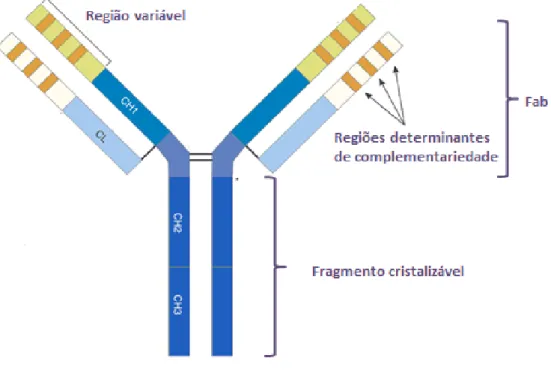 Figura  1.  Representação  esquemática  de  uma  IgG  humana.  Em  azul  escuro,  as  regiões  constantes da cadeia pesada