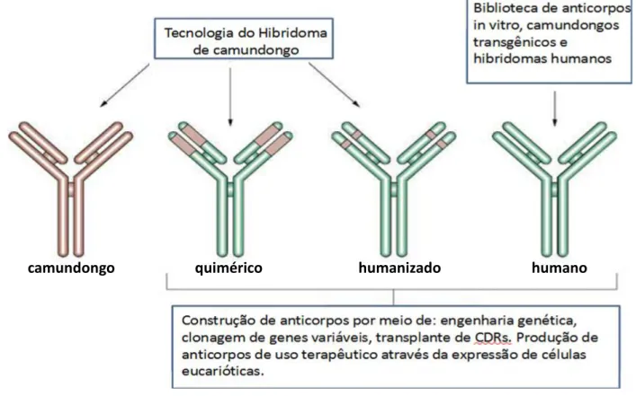 Figura 3: Resumo esquemático das estratégias abordadas para engenharia de anticorpos.  