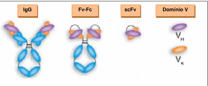 Figura  4:  Representação  de  uma  molécula  de  imunoglobulina  (IgG)  em  comparação  com  fragmentos gerados por  técnicas do DNA recombinante (FvFc e scFv)