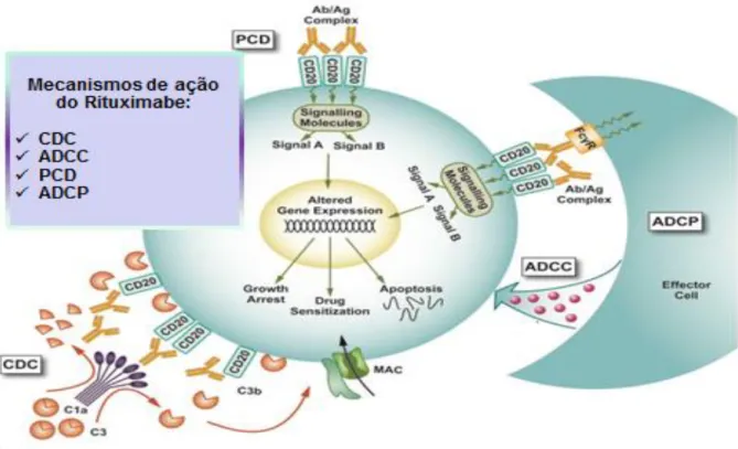 Figura  8:  Mecanismos  de  ação  propostos  pelo  rituximabe  contra  o  antígeno  CD20  humano
