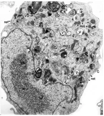 Figura 2 (X 10.000) - Micrografia eletrônica de transmissão de um hemócito 