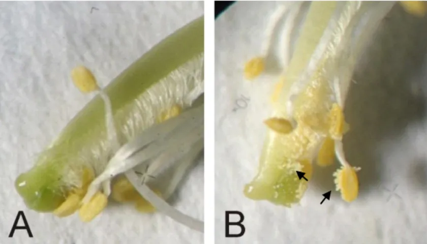 Figura IVb. Estames e região superior do pistilo em fase de antese floral em flores de  feijão-caupi