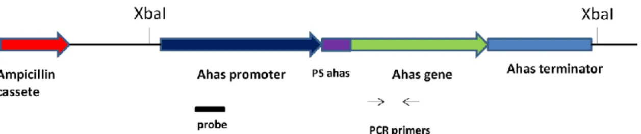 Figura IIa. Região consenso de vetores de expressão contendo o cassete de expressão  do gene ahas e de resistência a ampicilina (gene bla)