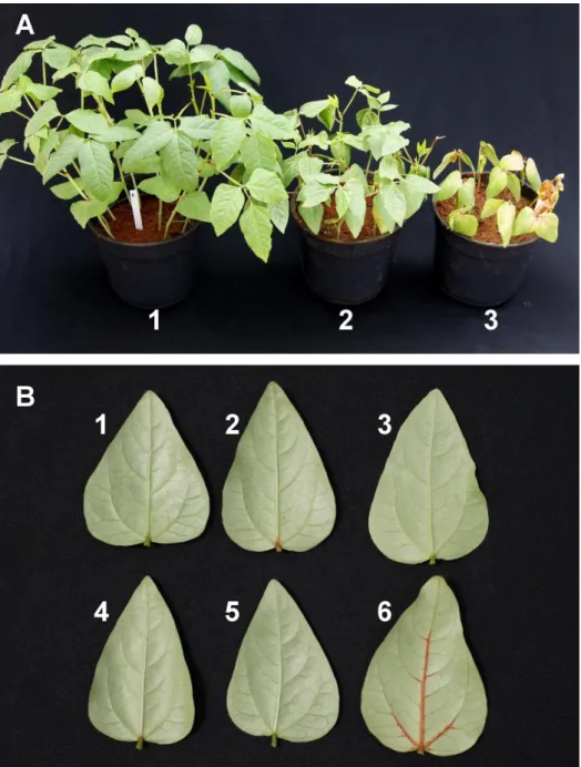 Figura IIb. Plantas transgênicas e folhas de plantas transgênicas de feijão-caupi após 2  semanas de aplicação do herbicida imazapyr