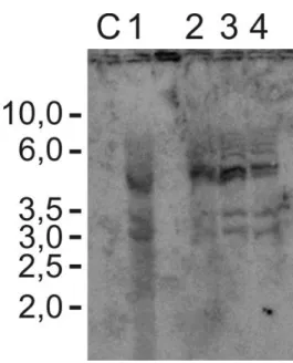 Figura IIId. Southern blot de plantas progênie de Z153. Na imagem é possível verificar  a presença de múltiplos lócus correspondentes ao gene nas plantas progênies 1, 2, 3 e 4,  enquanto  nenhuma  cópia  é  observada  na  planta  não  transformada  (C)