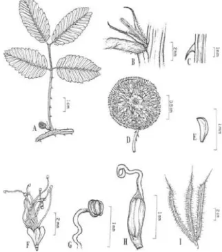 Figura 10 - Mimosa candollei r. Grether: A. Folha e inflorescência; B. Estípulas;  c. Espinho; D