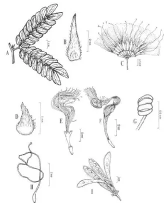 Figura  1  -  Abarema  cochleata  (Willd.)  Barneby  &amp;  Grimes  var.  cochleata:  A