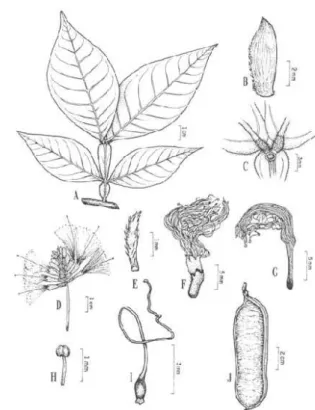 Figura 6 - Inga heterophylla Willd.: A. Folha; B. Estípula; c. nectário foliar;  D. inflorescência; E