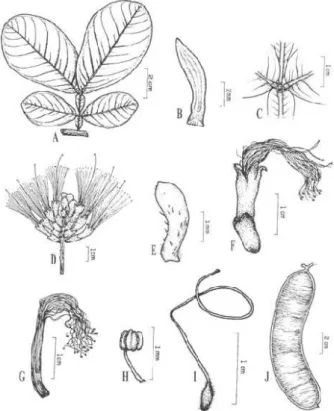 Figura  8  -  Inga  splendens  Willd.:  A.  Folha;  B.  Estípula;  c.  nectário  foliar;  D