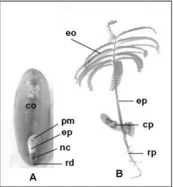 Figura 4 - características do embrião e da plântula de Parkia velutina Benoist. 