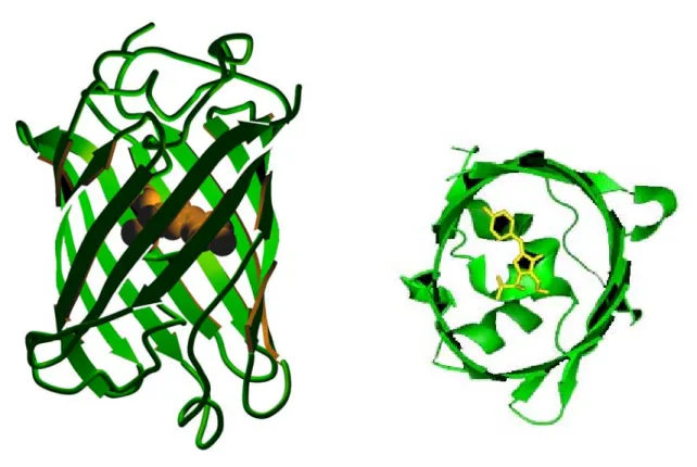 Figura 7. Estrutura tridimensional da GFP.  Representação da estrutura  tridimensional em forma de barril formada por onze folhas  β  (em verde), mostrando o  cromóforo no interior do cilindro, ancorado pelas  α  hélices, ressaltando, em amarelo, a estrutu
