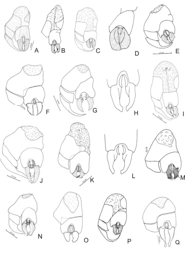 figura 2 - Terminália masculina, vista ventral. A - C. aequatorialis; B - C. arnaudi; C - C