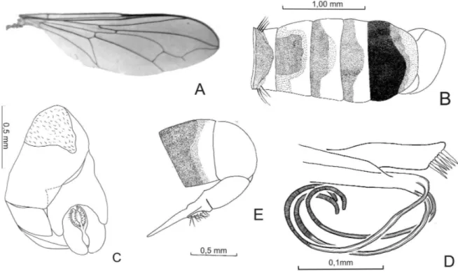 figura 4 - Cephalosphaera sp. nov. (Parátipo macho).  A - Asa. B - Abdômen. C - Terminália masculina, vista ventral