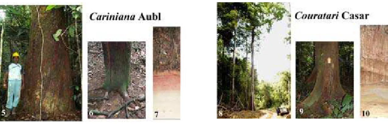 Figura 5 a 7 – Aspectos gerais das espécies de Cariniana: 5 e 6, base do tronco sem sapopemas tabulares; 7 casca avermelhada
