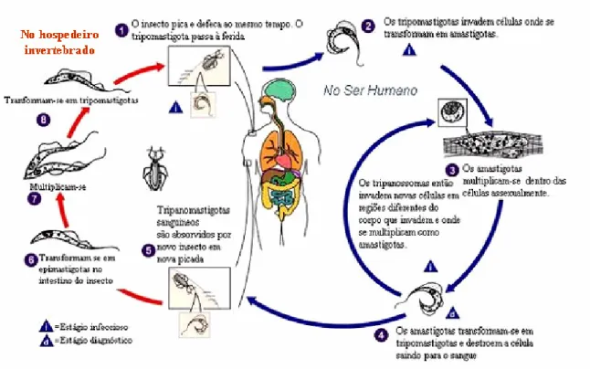 Figura 1. Ciclo biológico do Trypanosoma cruzi (Modificado de CDC, 2006). 