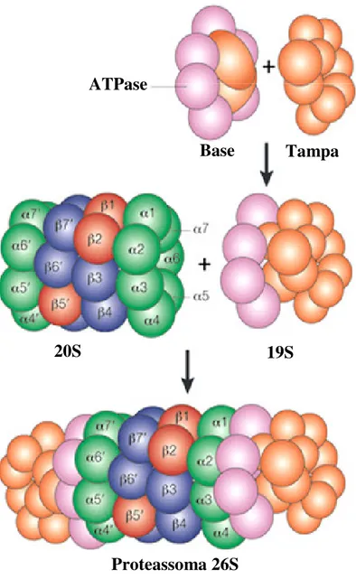 Figura 3. Composição do Proteassoma 26S. O proteassoma 26S é formado através da união  dos  dois  complexos:  proteassoma  20S  e  complexo  regulatório  19S,  sendo  este  último  composto de dois sub-complexos (base e tampa) (adaptado de KLOETZEL, 2001)