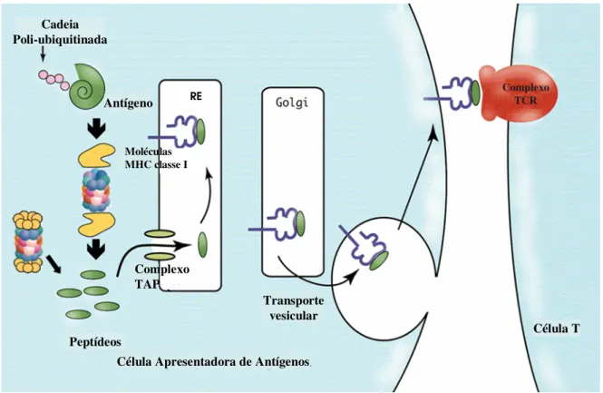 Figura 4. Processamento de antígenos via MHC classe I. As proteínas são degradadas no  citoplasma pelo proteassoma 26S em peptídeos de tamanhos intermediários e em seguida em  peptídeos  de  8  a  9  resíduos  de  aminoácidos  pelo  imunoproteassoma