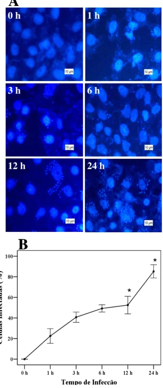 Figura  5.  Infecção  de  células  HeLa  com  T.  cruzi  coradas  com  DAPI.  Monocamadas  de  células HeLa foram crescidas em meio DMEM por 48 h a 37 o C e posteriormente expostas a  uma  suspensão  de  tripomastigotas  a  uma  taxa  de  parasitas-célula 