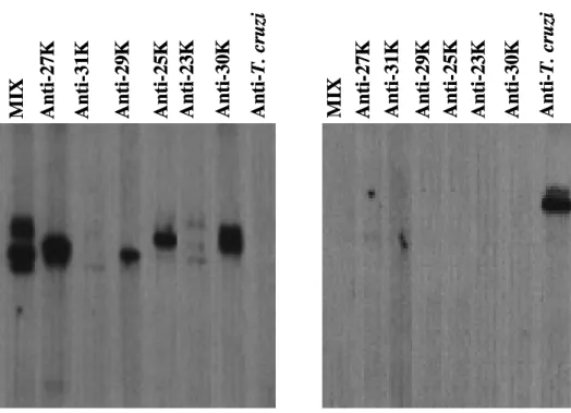 Figura  8.  Anticorpos  monoclonais  anti-proteassomas  humanos  não  reconhecem  proteassomas  de  T