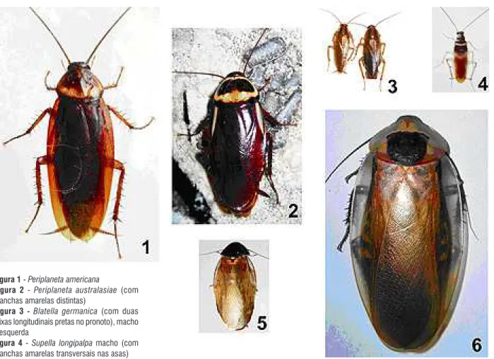 figura 1 - Periplaneta americana