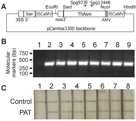 Figura 4:  (A) Representação esquemática do vetor pCSphingo contendo o promotor CaMV35S  dirigindo a expressão do gene da esfingomielinase e o gene marcador de seleção bar que confere  resistência  ao  glifosinato  de  amônio  (GA)  (B):  Eletroforese  em 