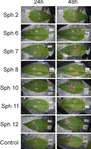 Figura 7. Resposta de folhas destacadas a S. sclerotiorum  obtida pela inoculação com discos de  micélio