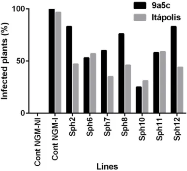 Figura  13.  Detecção  de  X.  fastidiosa  em  plantas  de  Nicotiana  tabacum  cv.  Xanthi  via  qPCR