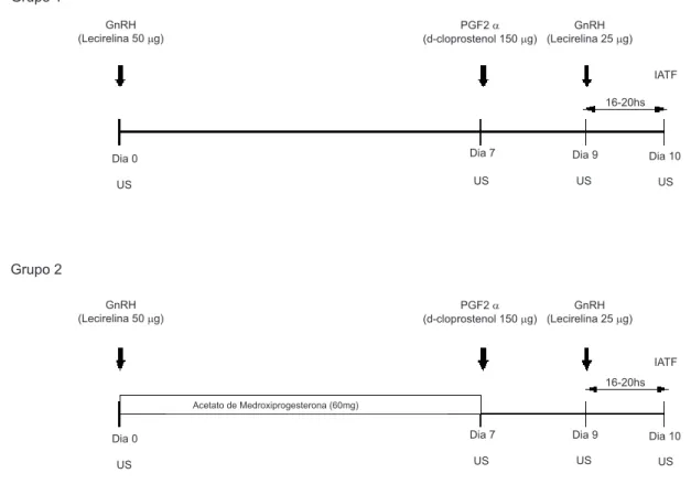 Figura 1- Cronologia de tratamentos hormonais em búfalas criadas na Amazônia Oriental, baseados em aplicações intramusculares de hormônios (Grupo 1)  e em aplicações intramusculares + dispositivo intravaginal (Grupo 2), com concomitante execução de avaliaç