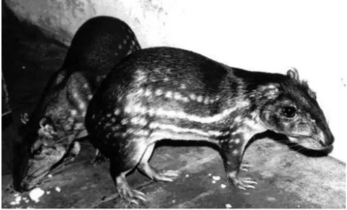 Figura 1 - Agouti paca.