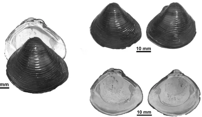 figura 1 - Conchas de Corbicula fluminea (Müller, 1774) em diferentes vistas, coletadas na praia do Tupé, Manaus, AM, Brasil; lote INPA 881.