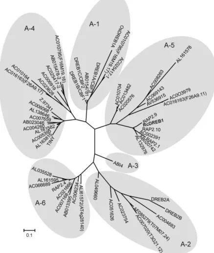 Figura  1:  Arvore  filogenética  da  proteína  RcDREB1  e  outras  proteínas  DREB (Cipriano et al., 2013)