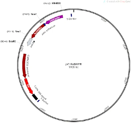Figura 2: Vetor pC-RcDREB1 utilizado para transformação de tabaco  via Agrobacterium contendo o  gene de interesse RcDREB1  dirigido pelo promotor CaMV35s e com o terminador nos3’, o gene bar  que confere resistência ao glifosinato de amônio dirigido pelo 