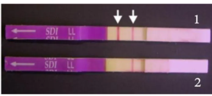 Figura  4:  Teste  comercial  para  detecção  de  fosfinotricina  acetiltransferase  (PAT),  1:  planta  transformada  apresentando  duas  bandas  indica  a  presença  da  proteína  PAT,  2:  planta  não  transformada apresentando somente uma banda indica 