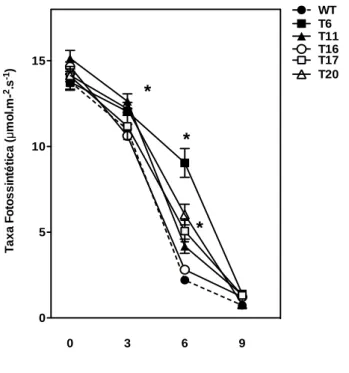 Figura 9: Taxa Fotossintética das linhagens WT e transformadas de plantas de tabaco após período  de  estresse  hídrico