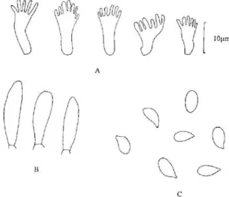 Figura 1 - Marasmius cf. variabiliceps Singer var. variabiliceps A. Elementos da camada cortical, equinídios tipo Siccus; B