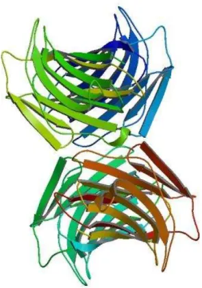 Figura 3: Arranjo tetrâmerico de CchG, primeira estrutura tridimensional de lectina oriunda de  esponja marinha