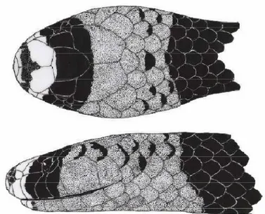 Figura  3:  Desenho  esquemático  de  um  exemplar  fêmea  de  Micrurus  ibiboboca  (UFPB  4360)