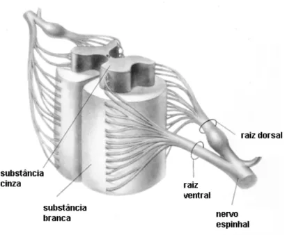 Figura  12:  Esquema  da  medula  espinhal  em  associação  aos  nervos  raquidianos.  A  figura  mostra  o  gânglio  da  raiz  dorsal  dos  nervos  raquidianos  (Adaptado de: KANDEL et