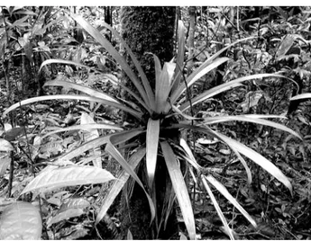 Figura 1 - Vista geral de epífita de Guzmania brasiliensis (Bromeliaceae) da