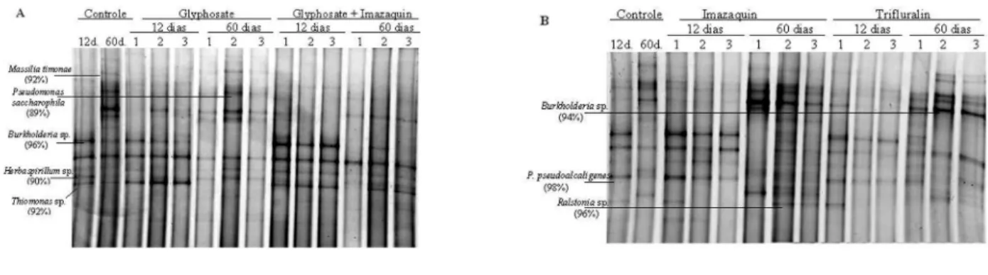 Figura 4 - Perfis bacterianos obtidos em DGGE representativos da comunidade bacteriana do rizoplano de plantas de soja aos 12 e 60 dias após a aplicação