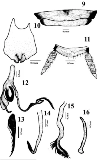 Figura  18  -  Habitus,  vista 