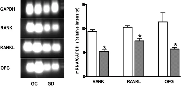 Figure 2 RANK, RANKL and OPG mRNA expression in bone callus of controls (GC)  and  alloxan-induced  diabetic  rats  (GG)  at  14  days  after  tibia  fracture