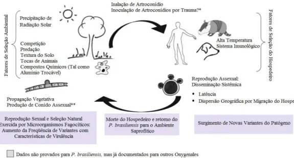 Figura  2: Ciclo  biológico  hipotético  do  gênero  Paracoccidioides. Figura com adaptações de Bagagli et  al., 2008.