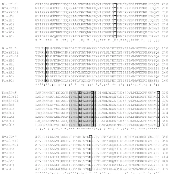 Figura  5:  Alinhamento  da  sequência  de  aminoácidos  da  proteína  KRE2  em  A.  fumigatus,  B