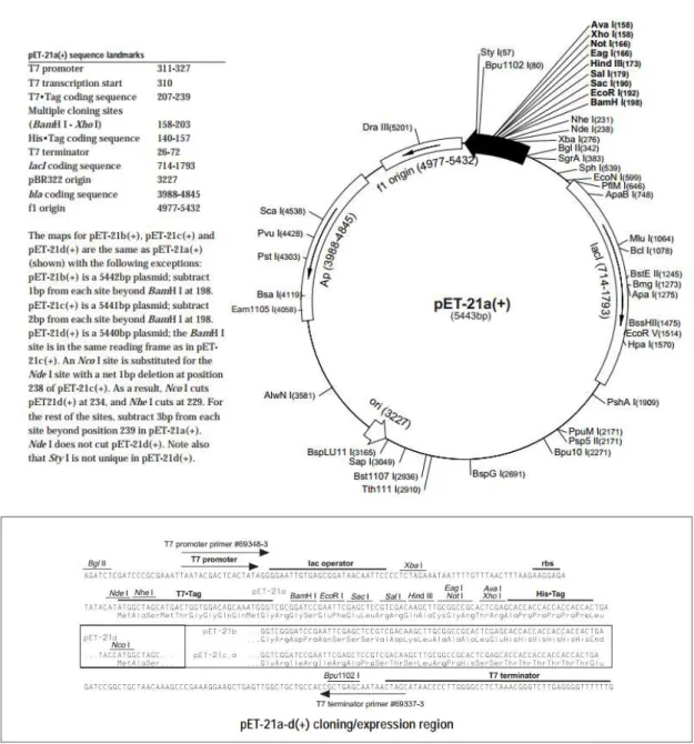 Figura  11:  Mapa  do  vetor  pET21a  para  expressão  da  proteína  em  E.  coli.  (www.addgene.org)