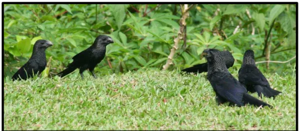 Figura 05. Bando de anus-pretos. Fonte: Brasil e Sua Fauna. 