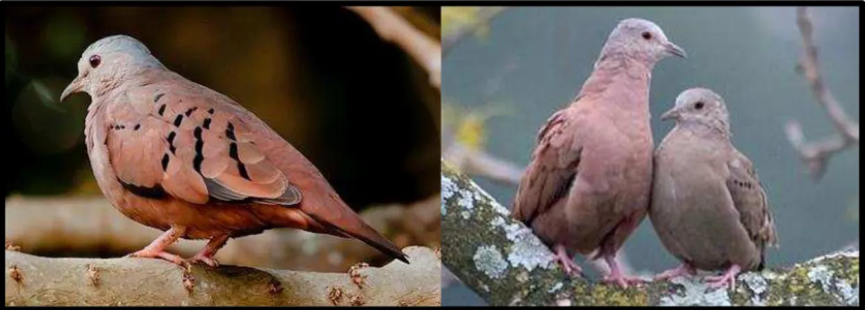 Figura 08. Indivíduo macho e casal de rolinhas-roxas. Fonte: Corujário. 