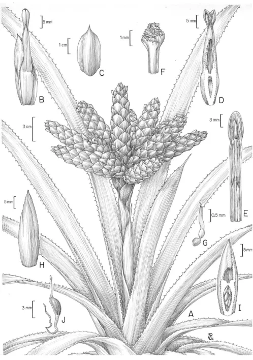 Figura 1 - Aechmea rodriguesiana L.B. Sm. A. Hábito. B. Flor protegida por bráctea floral