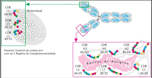 Figura 2.  Representação esquemática de CDRs. Os domínios variáveis da cadeia leve e pesada  contêmsequências hipervariáveis de aminoácidos (círculos destacados)