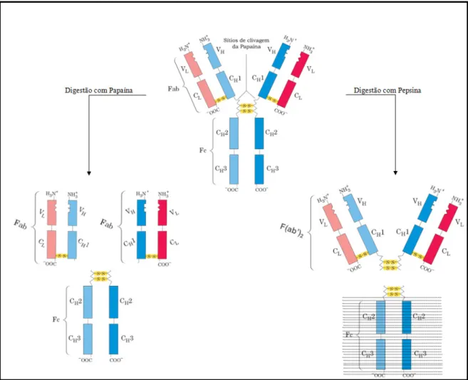 Figura 3. Fragmentos de imunoglobulina G liberados por digestão enzimática. A digestão de  uma IgG com papaína causa clivagem proteolítica da molécula nativa na região de dobradiça  liberando três fragmentos